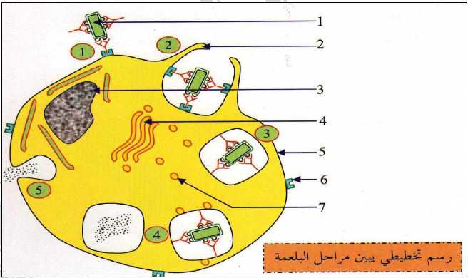 الملخص التخلص من المعقد المناعي عن طريق عملية البلعمة